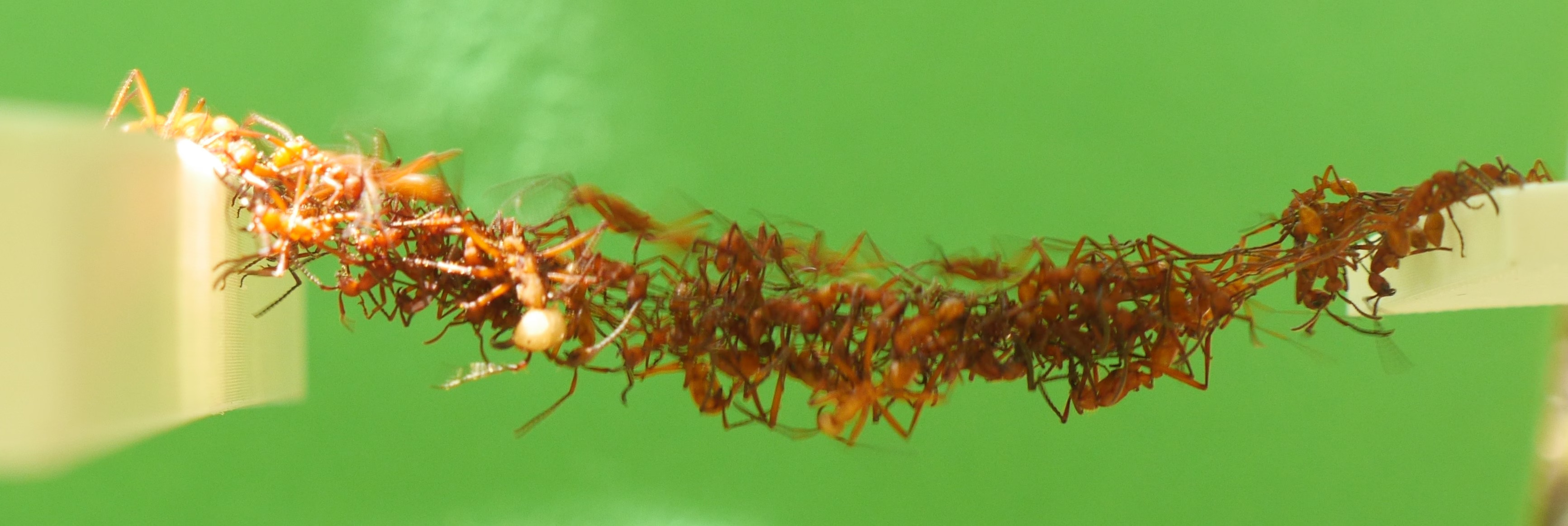 ants